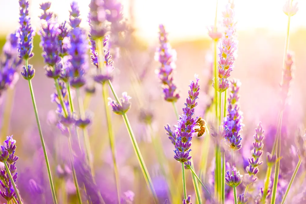 Um campo de lavanda 