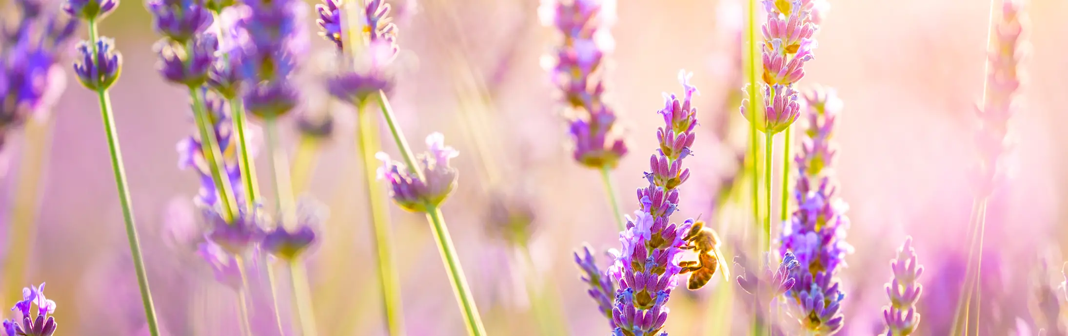 Um campo de lavanda 