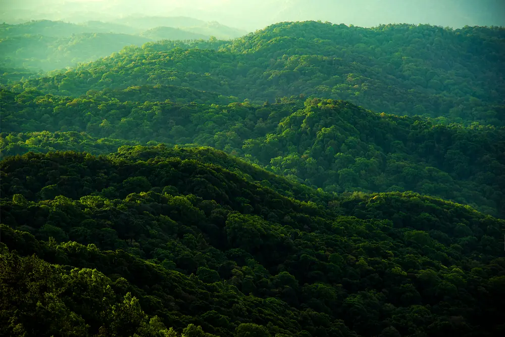 A view from above onto a green forest landscape